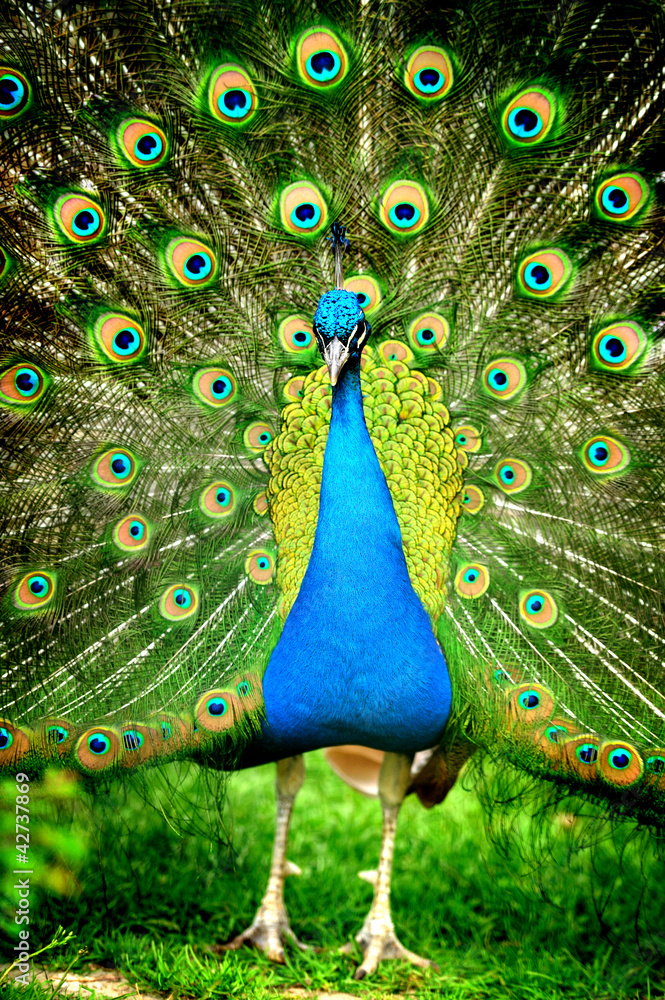 Obraz premium Beautiful indian peacock with fully fanned tail