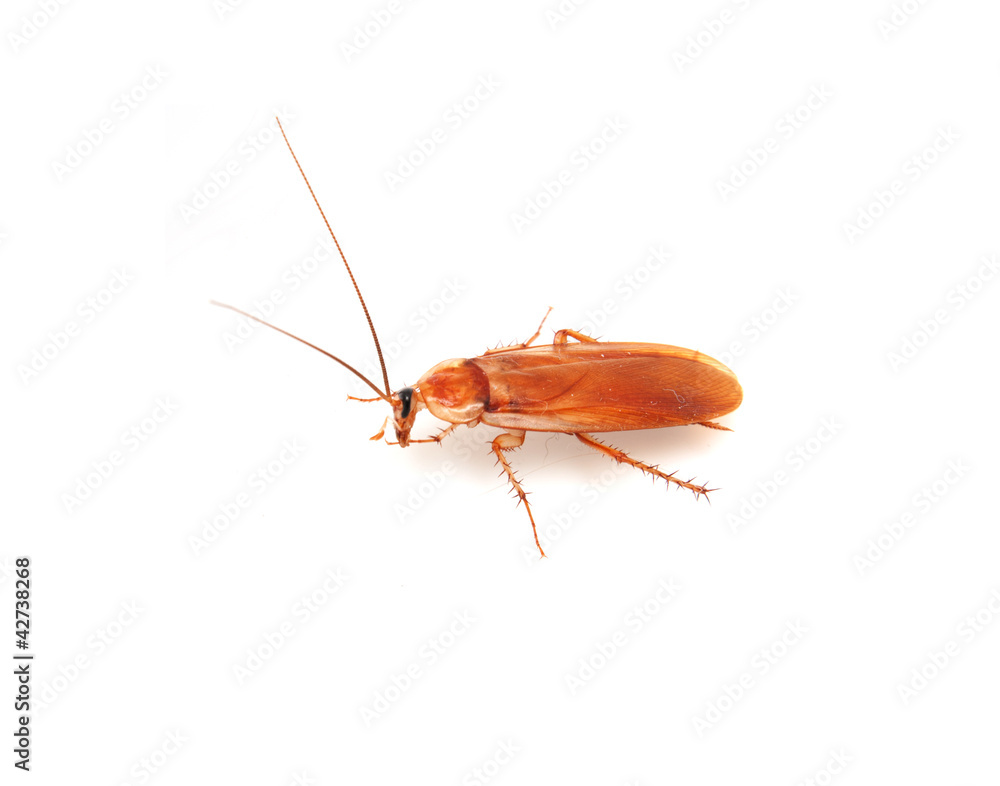 cockroach on white background cockroach on white background