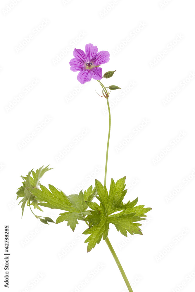 Obraz premium cranesbill