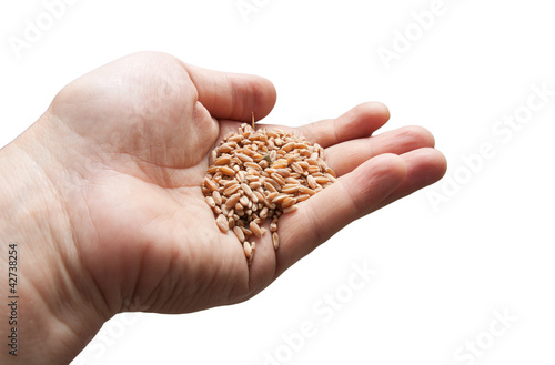 wheat in the hand on a white background