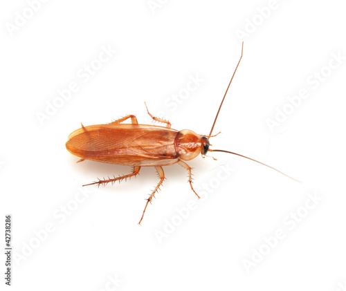 cockroach on a white background