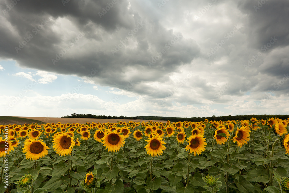 Obraz premium Feld mit Sonnenblumen