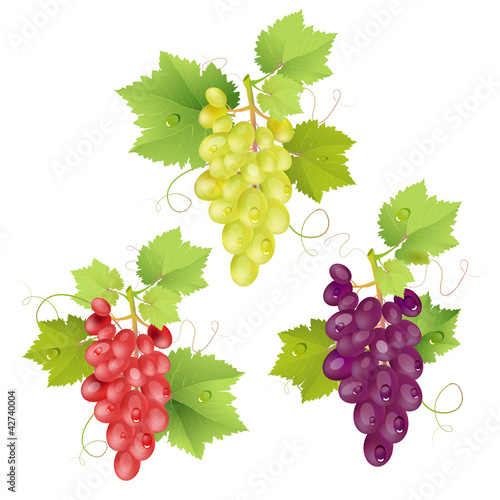 Three cluster of grapes