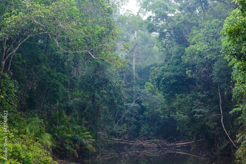wild jungle landscape