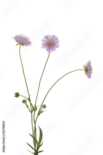 Knautia arvensis