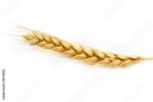 ear of wheat on a white background