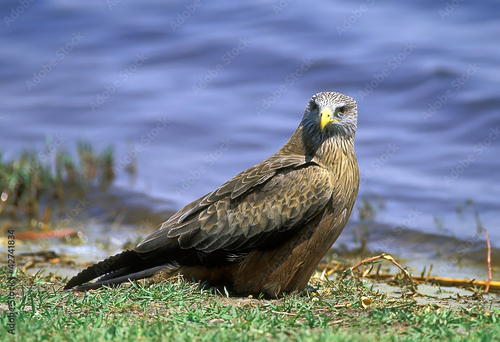 Fototapeta premium Wahlberg's Eagle