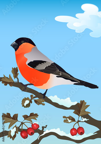 Bullfinch on a snowy branch of hawthorn