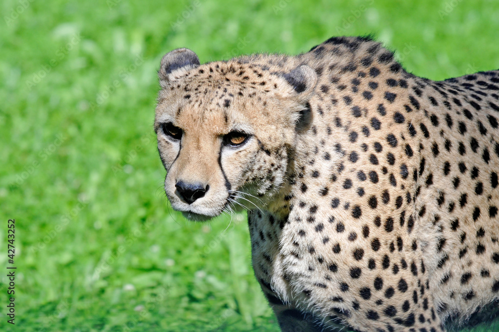 closeup of a cheetah closeup of a cheetah