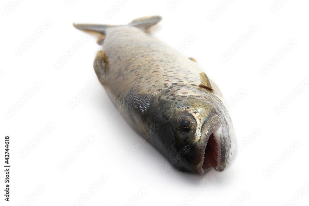 Fototapeta premium Poisson