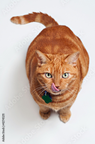 Fat Orange Tabby Cat Sitting  Looking Up and Licking his Chops