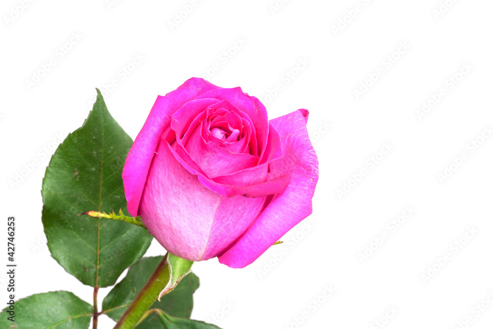 pink roses on a white background with space for text pink roses on a white background with space for text