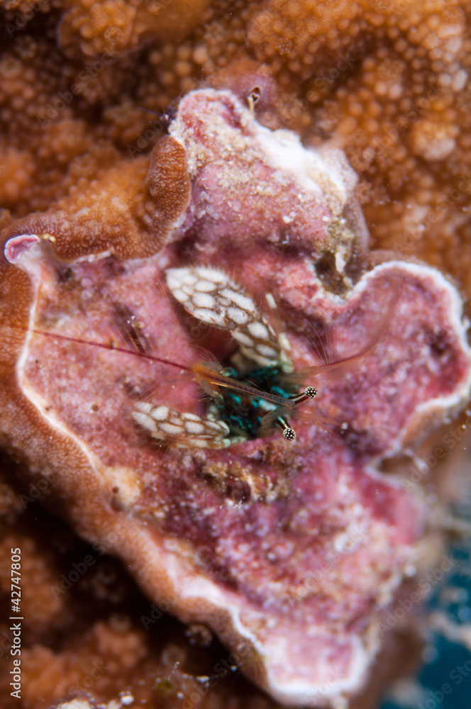 Hermit crab Hermit crab