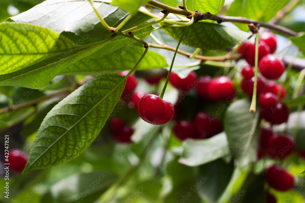 Obraz premium red cherries on the tree