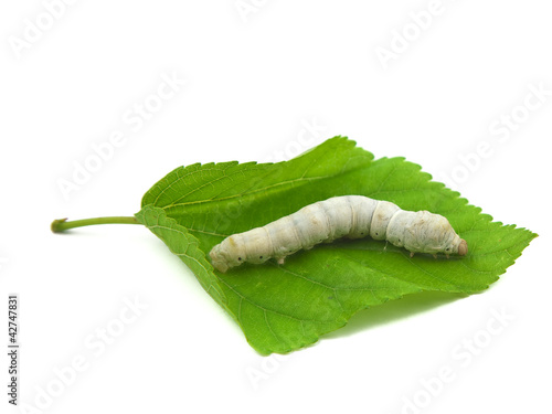 silkworm with mulberry leaf