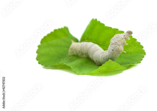 silkworm with mulberry leaf