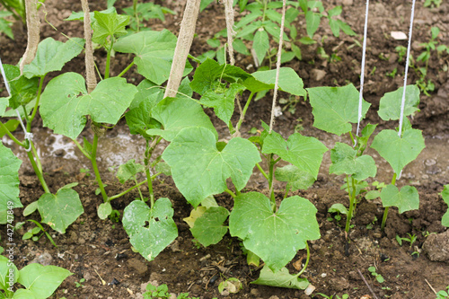 Young seedlings of cucumber