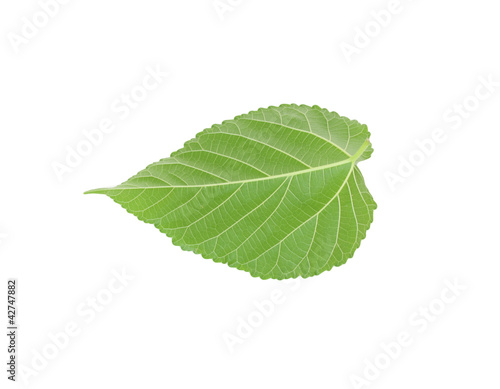Green leaf of Hibiscus  closeup on white background