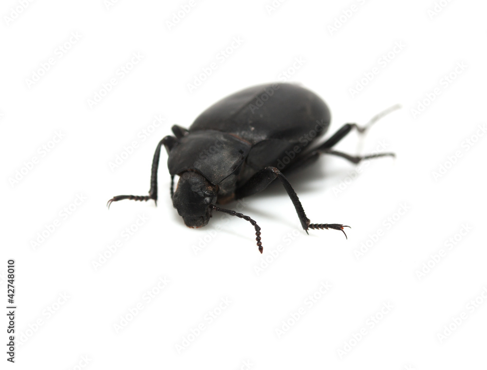 ground beetle ground beetle