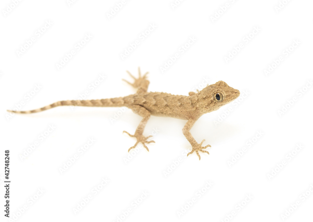 Naklejka premium lizard on a white background