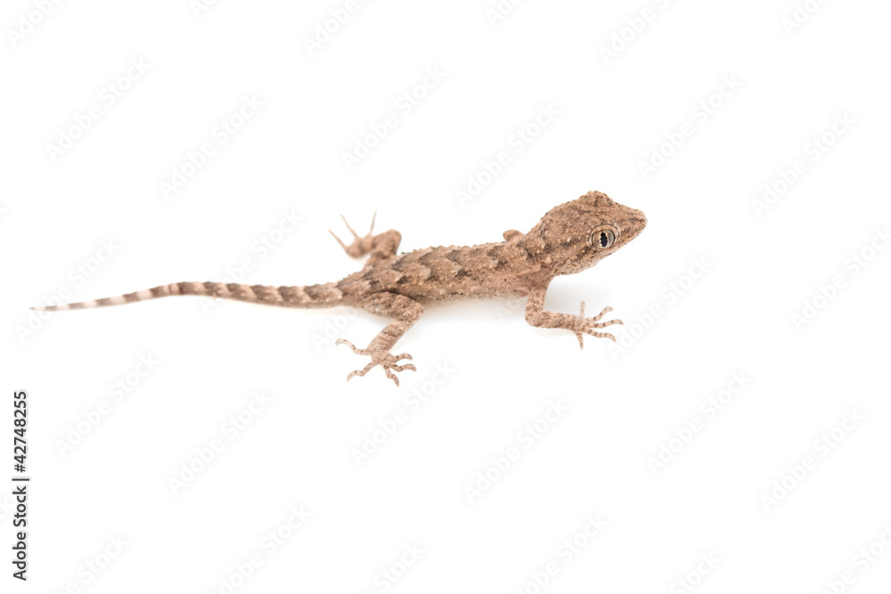 Naklejka premium brown spotted gecko reptile isolated on white, view from above