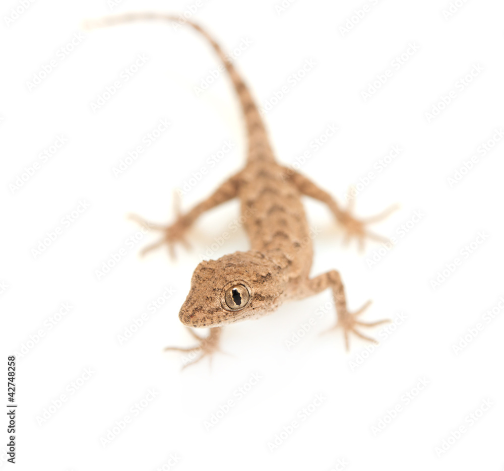 brown spotted gecko reptile isolated on white, view from above