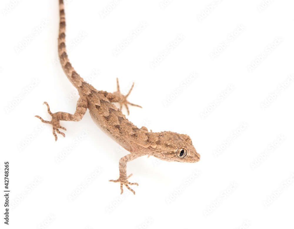 Naklejka premium brown spotted gecko reptile isolated on white, view from above