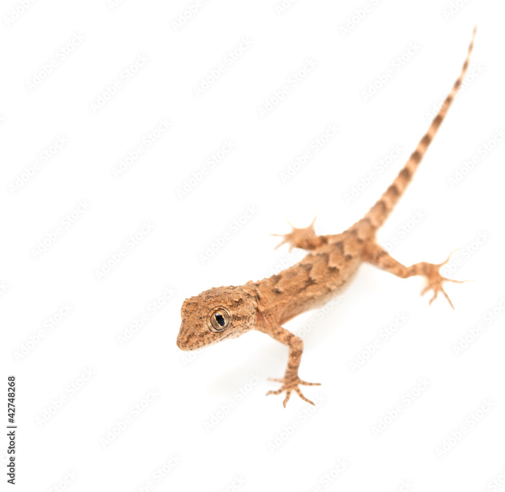 Fototapeta premium brown spotted gecko reptile isolated on white