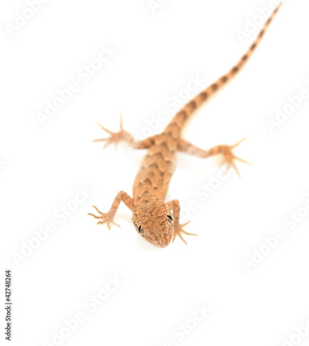 brown spotted gecko reptile isolated on white, view from above
