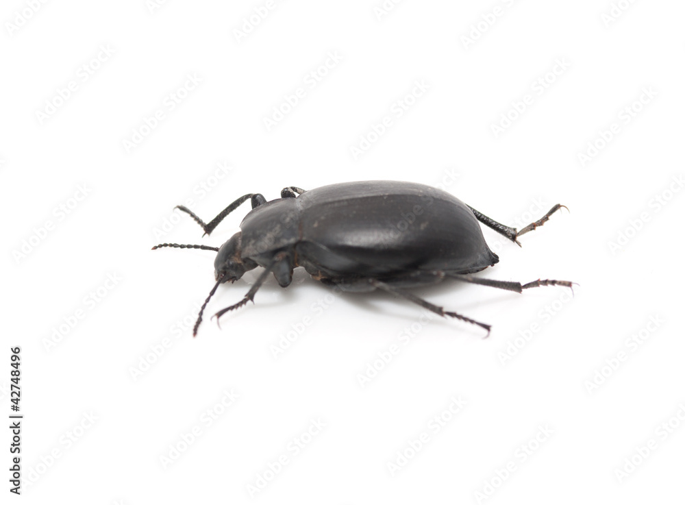 ground beetle ground beetle