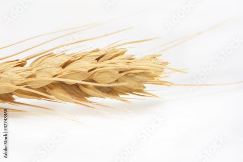 Wheat close-up on a white background