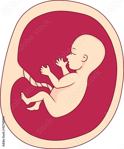 fetus in a womb