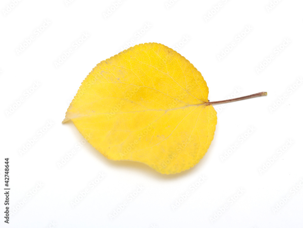 Naklejka premium yellow leaves on white background