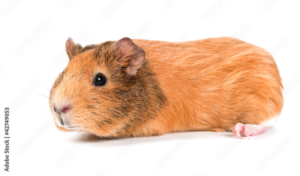 guinea pig guinea pig