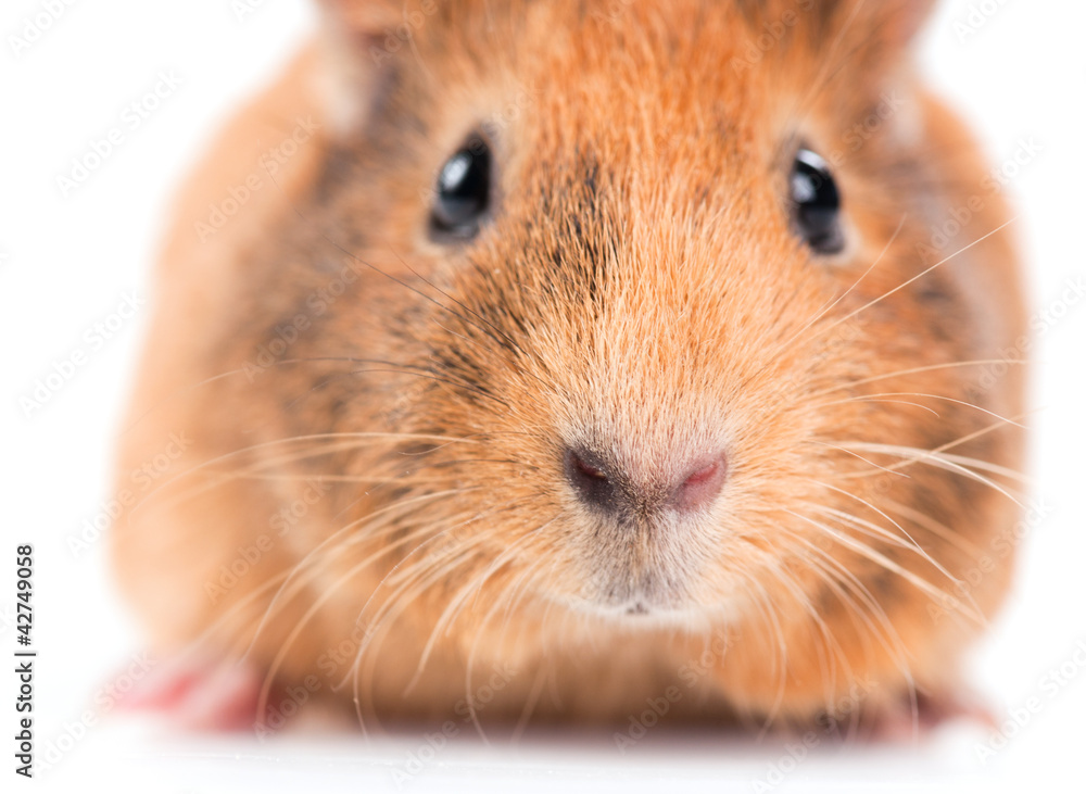 Fototapeta premium guinea pig