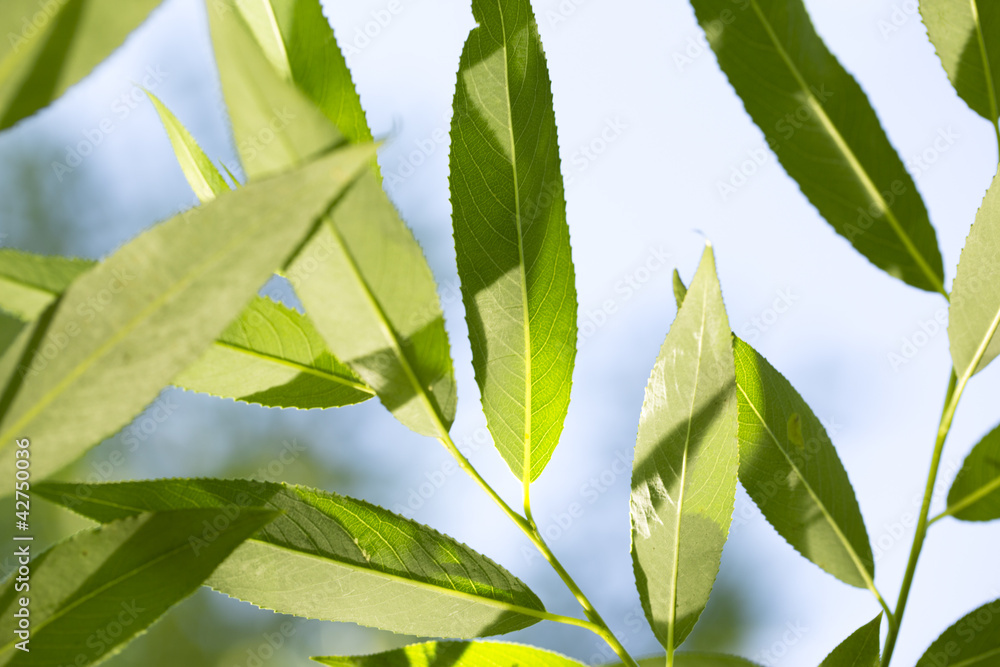 Fototapeta premium Young green leaves in summer morning