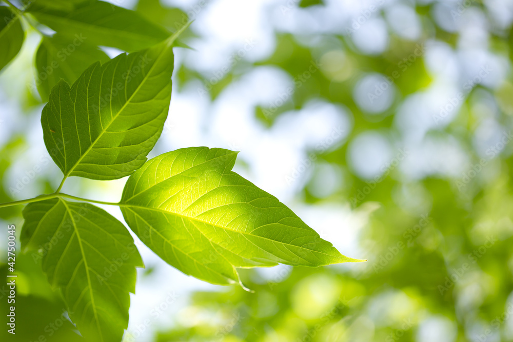 Young green leaves in summer morning Young green leaves in summer morning