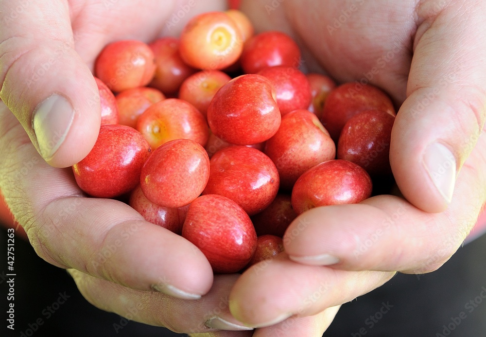 Macro shot of fresh cherry in human hands. Macro shot of fresh cherry in human hands.