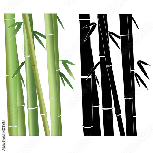 Fototapeta Naklejka Na Ścianę i Meble -  Bamboo have grown plant vector