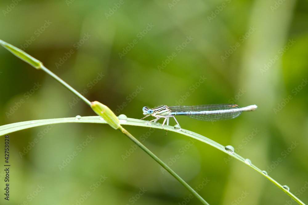 Common Bluetail Damselfly (dragonfly, Ischnura heterosticta) Common Bluetail Damselfly (dragonfly, Ischnura heterosticta)