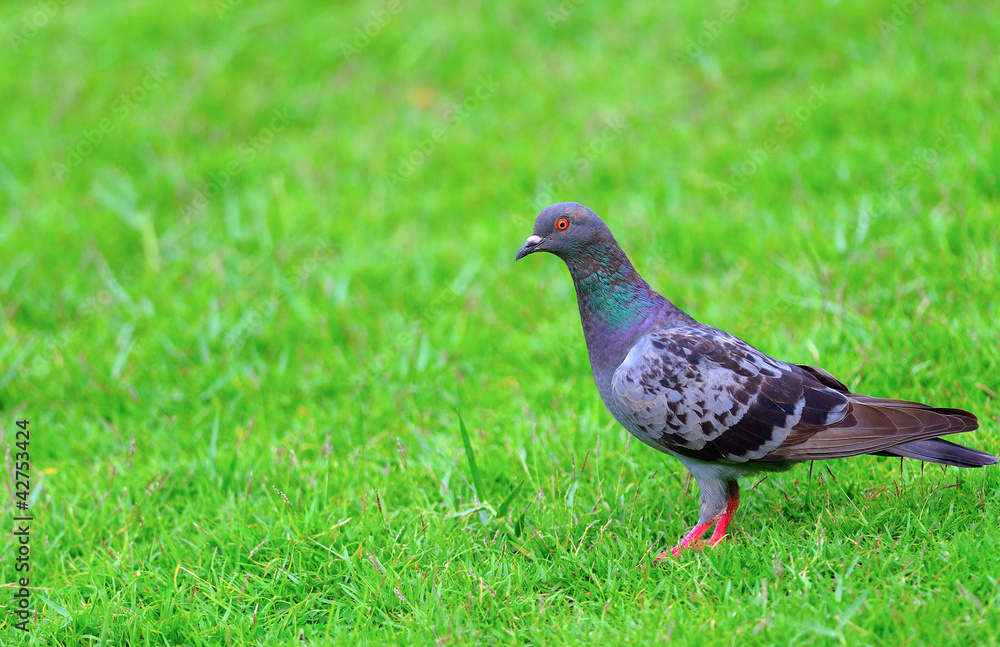 Wild Thailand beautiful pigeon stand alone on greensward Wild Thailand beautiful pigeon stand alone on greensward
