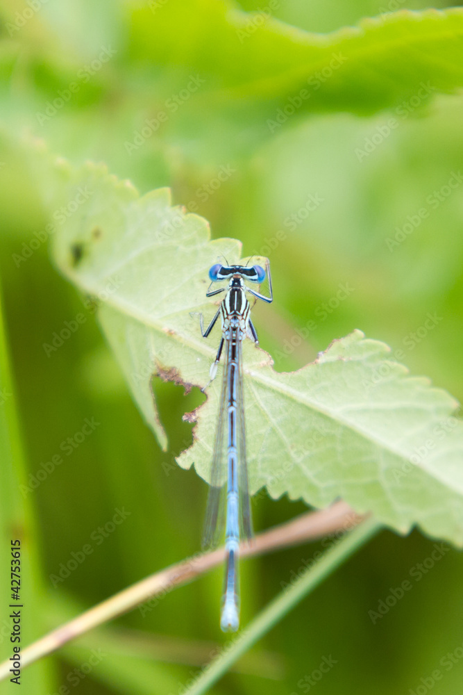 Common Bluetail Damselfly (dragonfly, Ischnura heterosticta) Common Bluetail Damselfly (dragonfly, Ischnura heterosticta)