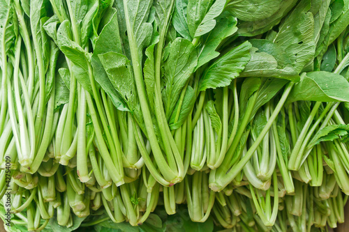 Chinese Cabbage-PAI TSAI or   Brassica chinensis Jusl var photo