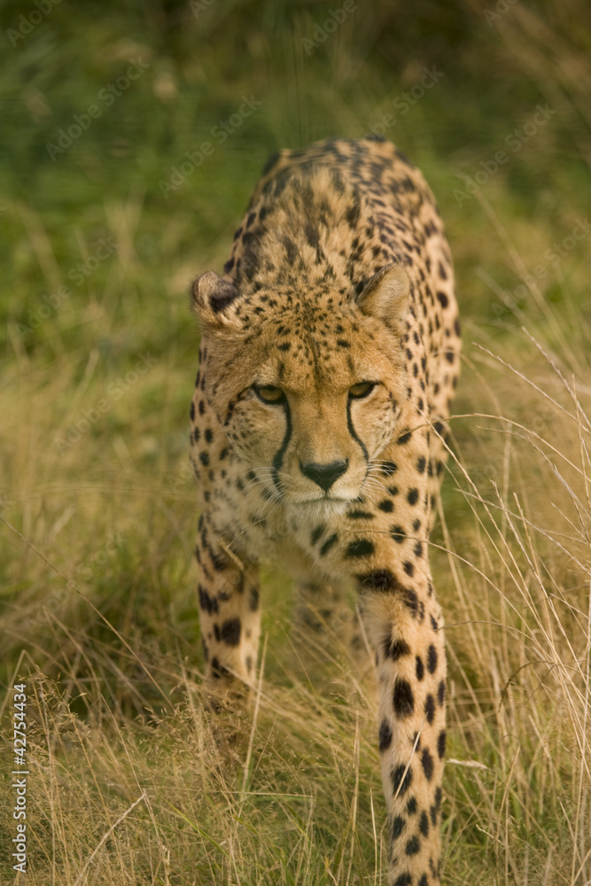 Obraz premium Cheetah (Acinonyx jubatus)