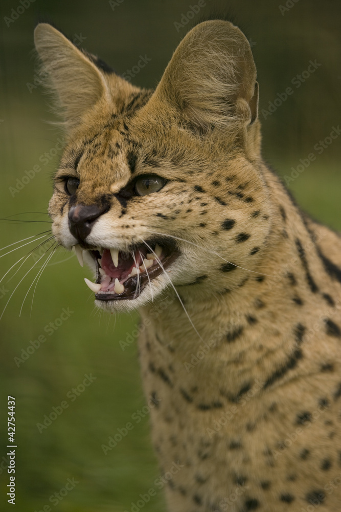 Serval ( Leptailurus serval )