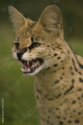 Photography Serval ( Leptailurus serval )