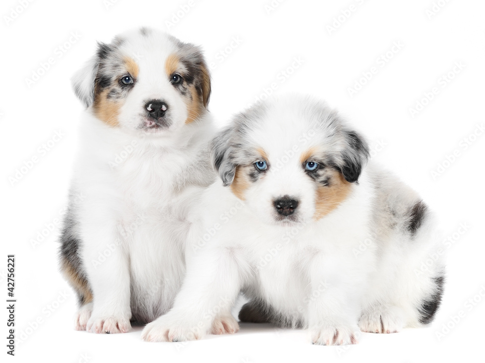 Two australian shepherd dogs in studio