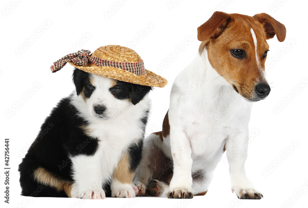 Australian Shepherd dog, and a Jack Russell Terrier