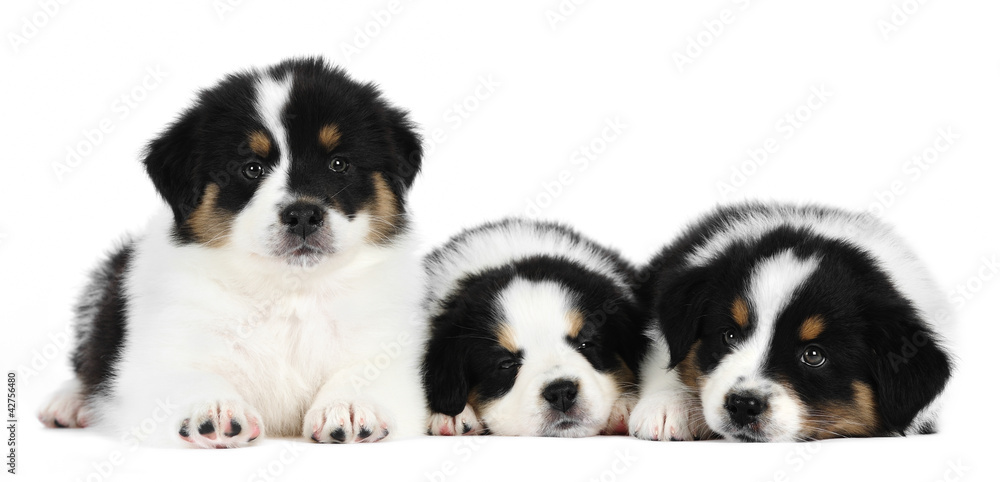 A group of three australian shepherd puppies A group of three australian shepherd puppies