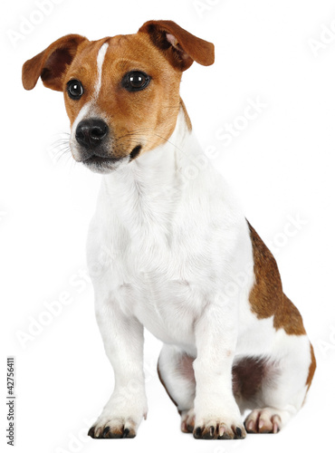 Valokuvatapetti Jack Russell Terrier in studio